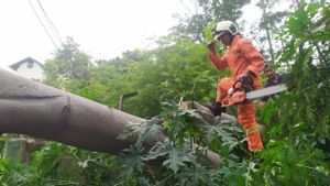Tumbang, Pohon Angsana Tinggi 10 Meter Timpa Bangunan RPTRA, Petugas Kesulitan Evakuasi
