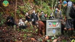 Tiga Orangutan Hasil Rehabilitasi Dilepasliarkan di TNBBBR
