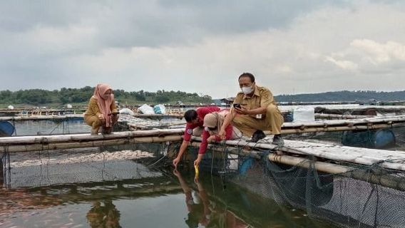 Ikan-ikan di Waduk Kedung Ombo Masih Banyak yang Mati Tapi Tak Seekstrem Kala Kualitas Air Memburuk