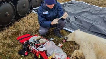 由于金属罐卡在他的嘴里，这只北极熊几乎死了，被救出并被释放回了它的栖息地。