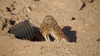 Save Digging Owls From Predators, Scientists Spray Fake Droppings