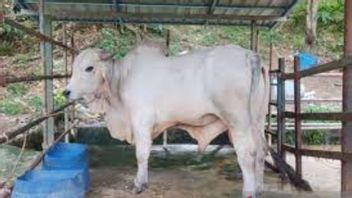 567 مساعدة ماشية لرياو محتجزة من قبل حزب جاتيم للحجر الصحي ، وأصيب كاديس الثروة الحيوانية بخيبة أمل