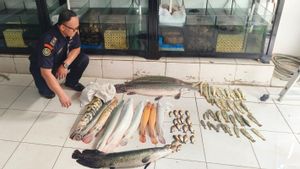 KKP Destroys 63 Predators In East Jakarta