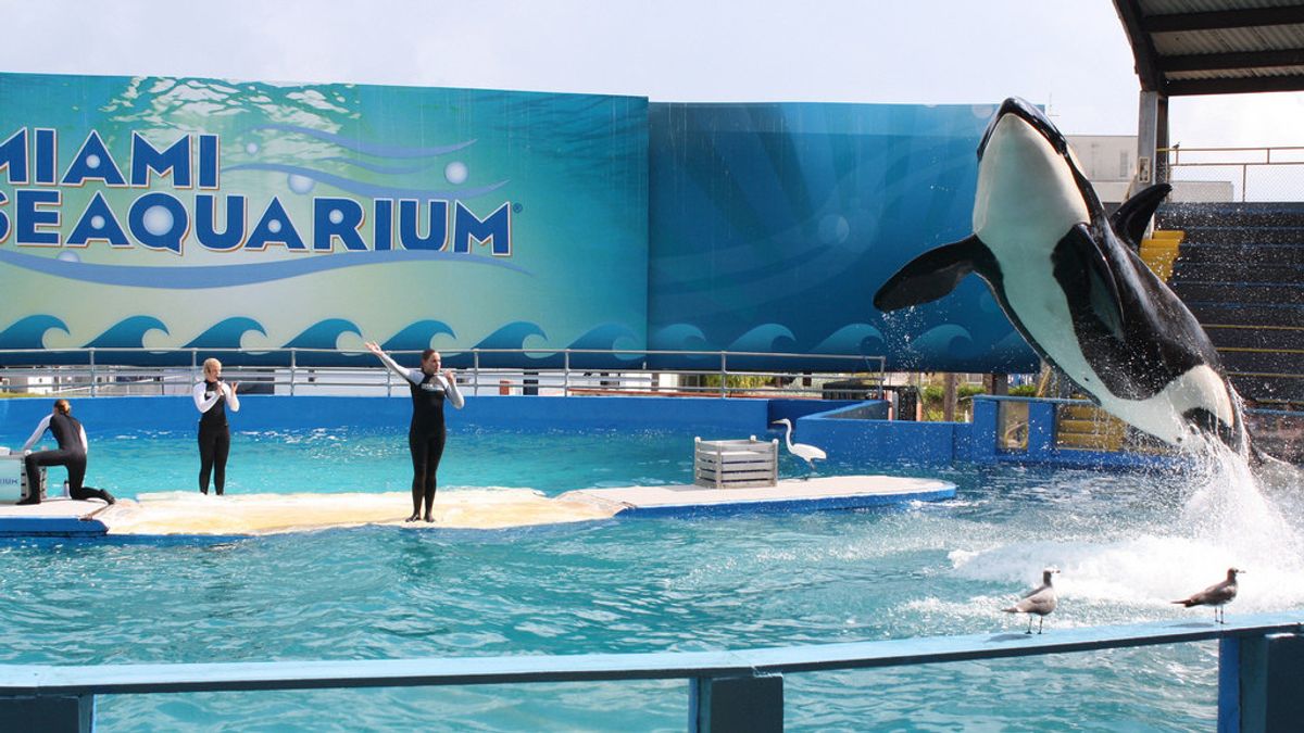 The Killer Whale Of Lolita Will Return To Its Habitat In The West Pacific After 50 Years Of Being A Aquarium Show Star