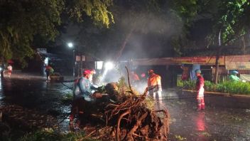 سقوط عدد من الأشجار الكبيرة في بوجور بسبب الأمطار الغزيرة