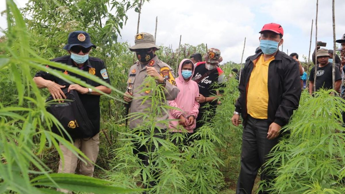 الشرطة تكتشف حقل الماريجوانا في ديري، شمال سومطرة، وصادرت 200 شجرة قنب