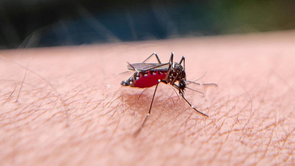ar, la tendance des cas de DENGUE dans les régions de défense, Kadinkes Advertise