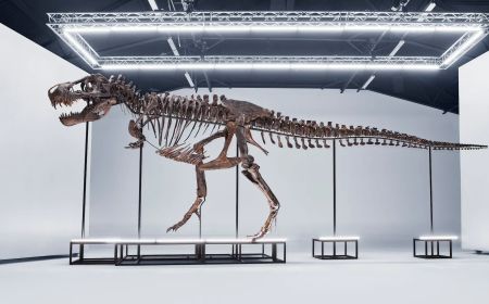 Kerangka Asli Dinosaurus T-Rex yang Langka akan Dilelang di Swiss Bulan Ini