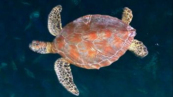 デラワン・リバンのウミガメ保全は、コミュニティと先進技術を巻き込みます