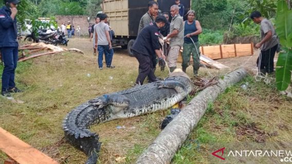 ジャンビの11河口ワニも注意が必要だから