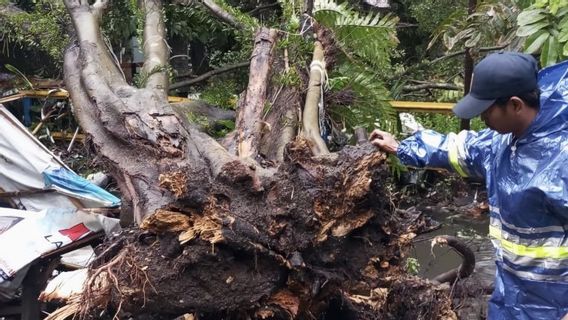 City Government Calls The Roots Of The Age-Affected Fragile Causes 4 Trees To Fall Due To Extreme Rain In Bandung