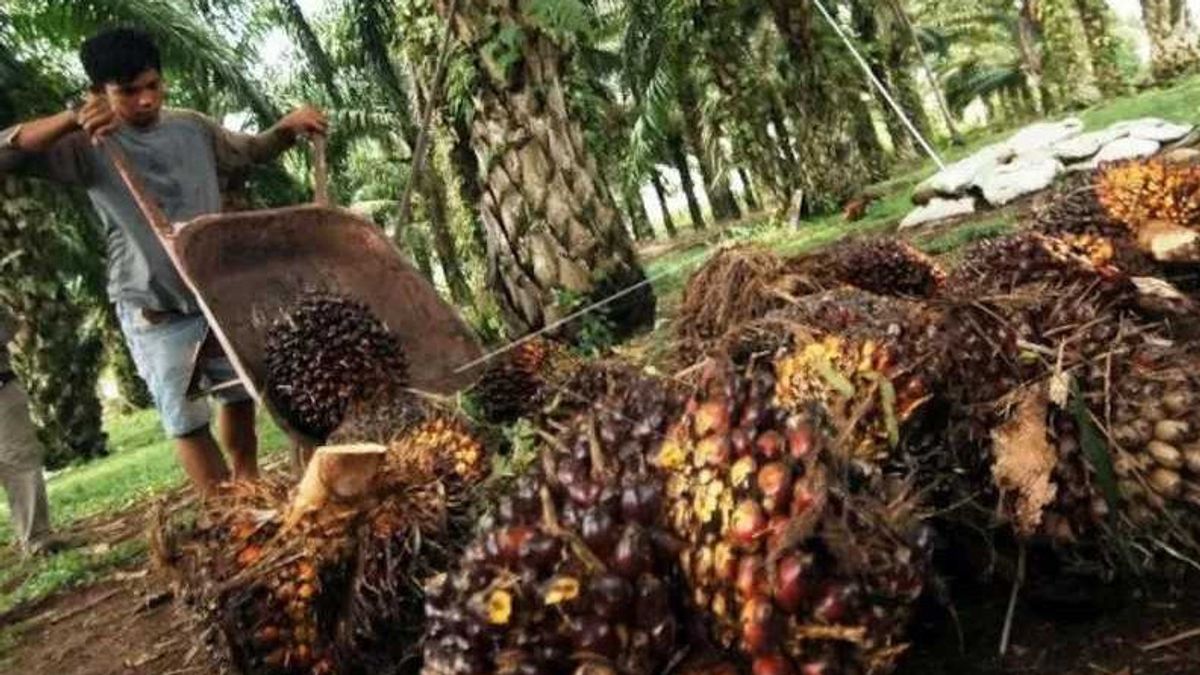 谢天谢地！Mukomuko Bengkulu的棕榈油价格上涨高达每公斤Rp100