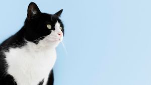 アレルギーから不妊まで、人間にとっての猫の毛皮の危険性