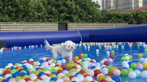 Seoul Gelar Festival Adopsi Hewan Peliharaan yang Terlantar Hari Ini