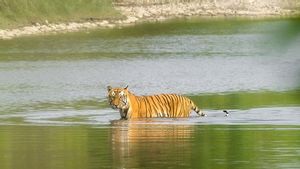 Populasinya Meningkat 190 Persen, Harimau di Nepal Berhasil Keluar dari Ancaman Kepunahan