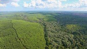 Sering Vokal soal Deforestasi, Ternyata Greenpeace Pernah 7 Tahun Kerja Sama dengan Perusahaan Sawit