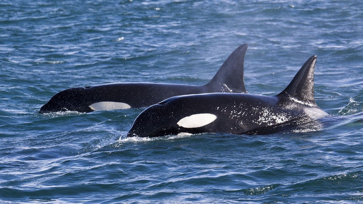 A Herd Of Killer Whales Sinks The Central Yacht Sailing In The Gibraltar Strait