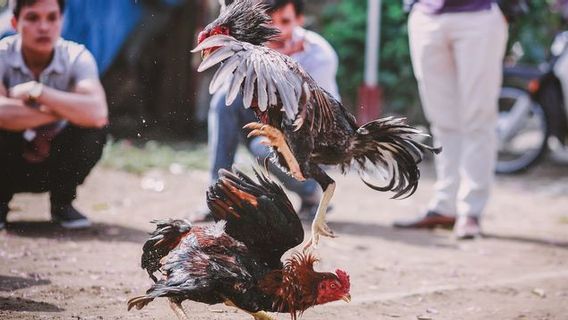 Cockfighting With A Turnover Of 4 Million 1 Time Playing In South Sumatra Was Ambushed, 28 Gamblers Were Arrested