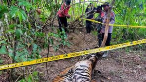 Dapat Laporan dari Masyarakat, Polres Aceh Timur Tangkap Dua Terduga Pembunuh Harimau