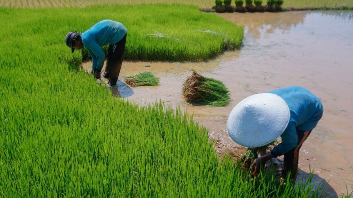 استعدادا لموسم الزراعة ، يعد Sang Hyang Seri 18500 طن من بذور الأرز
