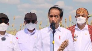 Presiden Jokowi Ingin Perluas Tanam Sorgum di NTT Guna Kurangi Impor Gandum