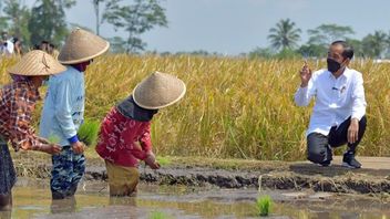Gift Of 77th Indonesian Independence Anniversary From IRRI: We Can Be Self-Sufficient In Rice