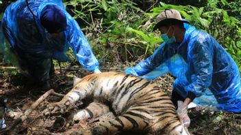Le Régent Du Sud D’Aceh Demande Le Cas De 3 Tigres Morts Empêtrés Dans Le
