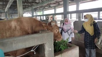 Riau reçoit de nouveau l'aide du président Jokowi pour les vaches