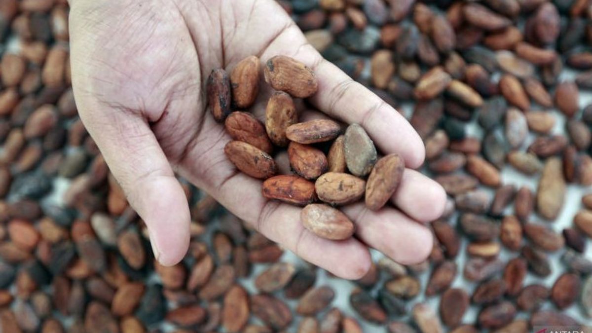 中央カリマンタン州政府は、ココアの生産を潜在的な商品として増加させます