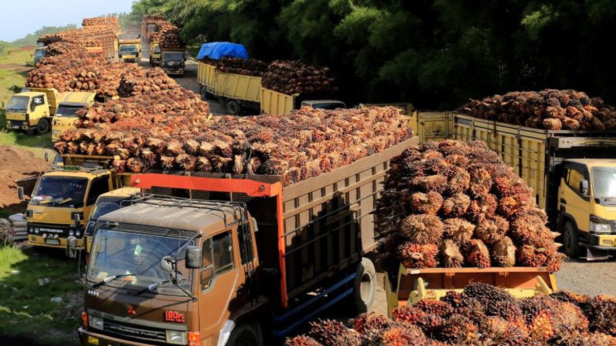 US Dollar Zero Palm Oil Export Features Extended Until October 31