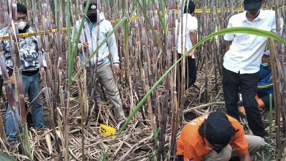 Human Skeletons in Kepanjen Sugar Cane Fields in Malang Allegedly People with Mental Disorders Died of Starvation