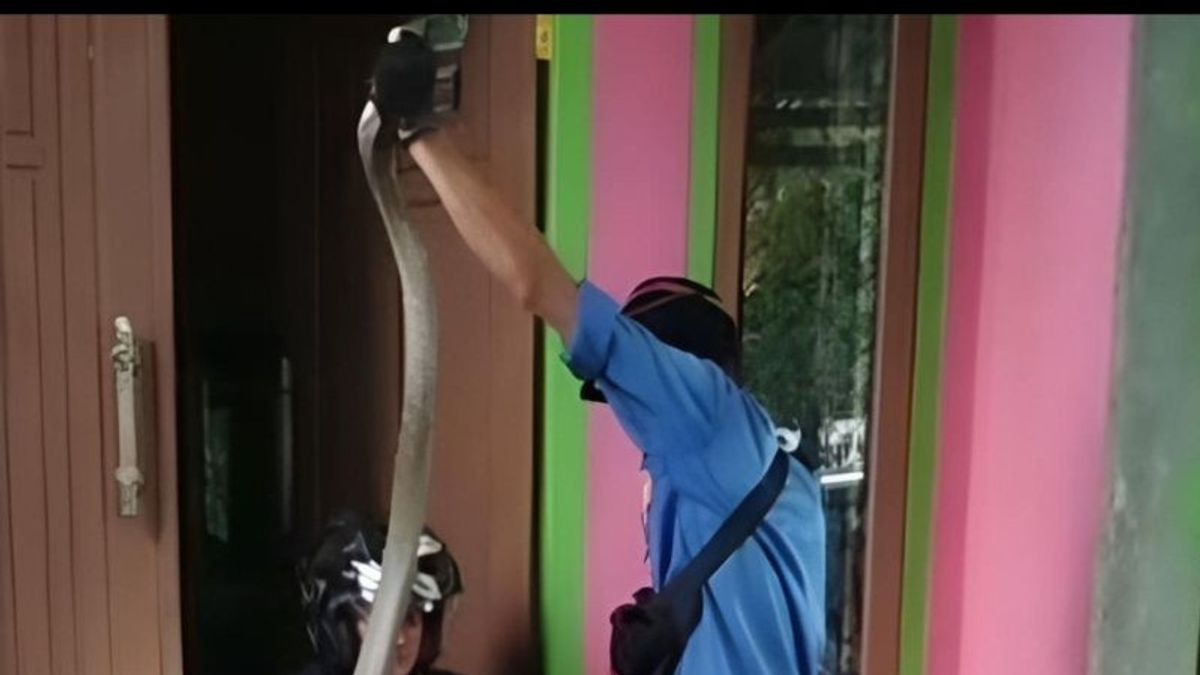 Petugas Damkar Pesisir Barat Lampung Tangkap Ular King Kobra Ukuran 3 Meter