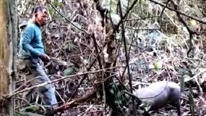 Patroli di Hutan Konservasi, BKSDA Sultra Musnahkan 82 Jerat Liar Bebaskan Seekor Babi Rusa Betina
