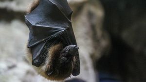 Fakta Virus Nipah yang Perlu Diketahui Beserta Pencegahannya