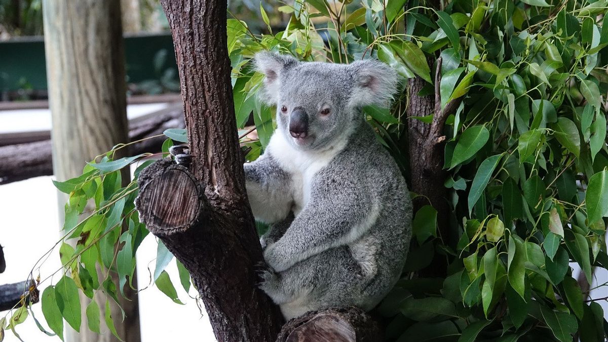 The Number Of Koalas In Australia Has Fallen By 30 Per Cent In The Last Three Years
