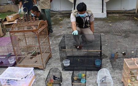 Penyelundupan Burung Dilindungi dari Pontianak Berhasil Digagalkan, Polisi Sita 110 Ekor