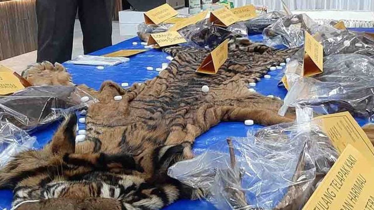 Selling Sumatran Tiger Skin From The Hunt, A Civil Servant In East Aceh Arrested By Police