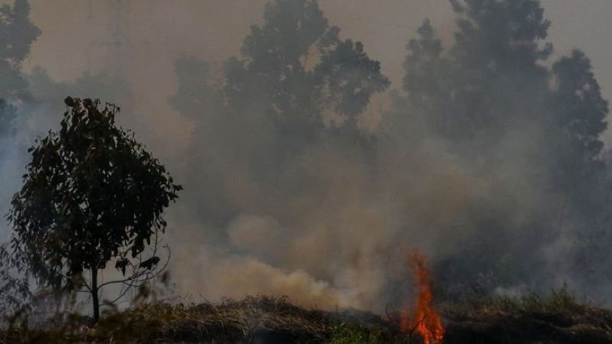 BPBD Pekanbaru Catat 10,8 Hektare Lahan Terbakar Selama 2023
