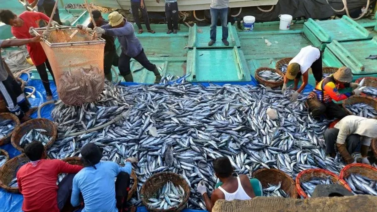Papua Atasi Pencurian Ikan, DFWI Minta Fokus di Laut Arafuru - Selat Timor