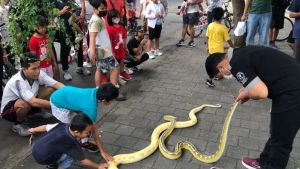 50 Ekor Ular Diamankan Pemadam Kebakaran Lombok Tengah dalam 7 Bulan 