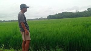 Curah Hujan Tinggi, Petani Lebak Waspadai Banjir dan Serangan Hama