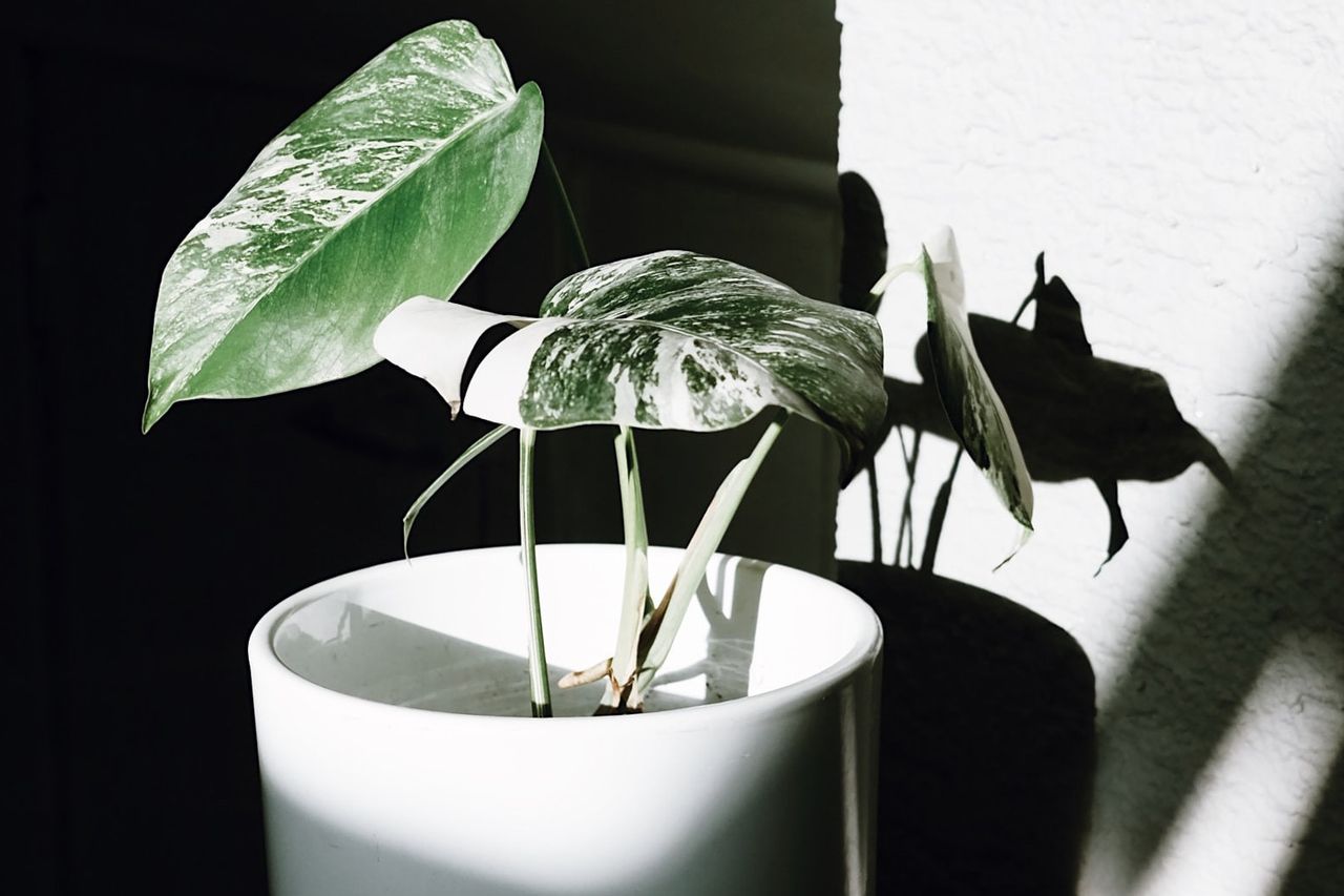 モンステラVariegata植物を引き起こす要因は高価です