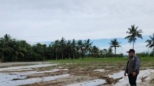Banjir Aceh Tenggara Rusak 467,25 Hektare Lahan Pertanian