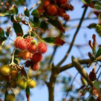 8 Manfaat Biji Rambutan untuk Kesehatan dan Cara Aman Mengonsumsinya