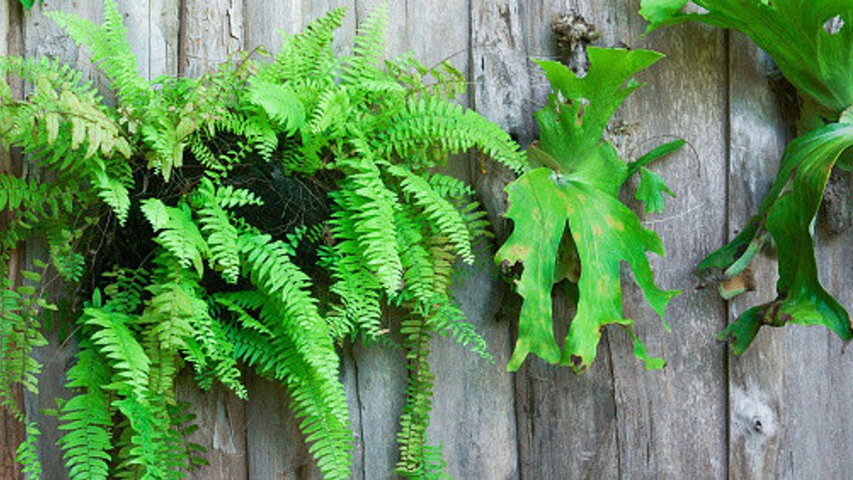 Fresh And Beautiful, These Are 5 Epiphytic Plants That Can Grow On Trees