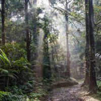 Pemerintah Waspadai Karhutla pada Puncak Musim Kemarau di Masa Pandemi COVID-19