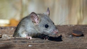 Bite by Rat, Is it Dangerous? Beware of Infection and Know the First Aid to Be Done