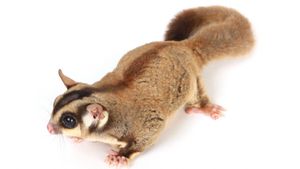 Complete Guidelines On How To Maintenance Sugar Glider For Beginners