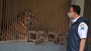 Ke Ragunan, Anies Baswedan Jenguk Dua Harimau Sumatera yang Terpapar COVID-19
