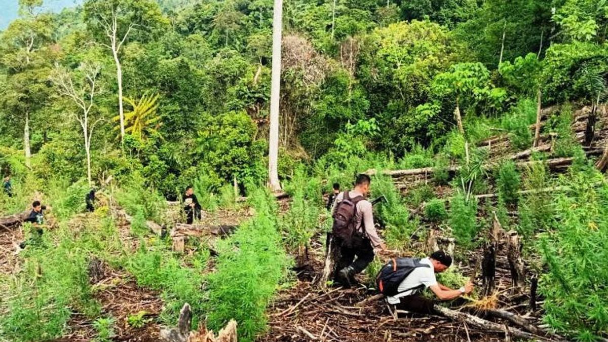 3 Hectares De Cannabis Farm 'Homeless' À Nagan Raya, Aceh Détruit